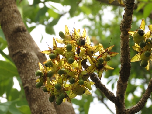 Ochna