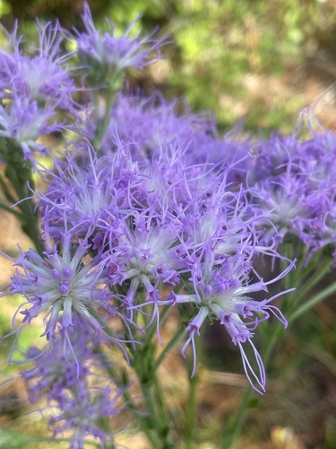 Carphephorus corymbosus (coastalplain chaffhead) (alternate view 6)