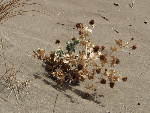 Eryngium maritimum (Sea Holly)