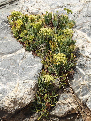Crithmum maritimum (rock samphire)