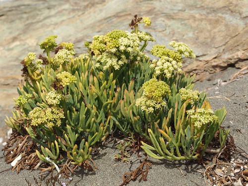 Crithmum maritimum (rock samphire)