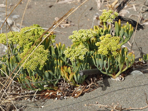Crithmum maritimum (rock samphire)