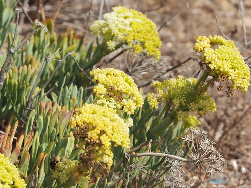 Crithmum maritimum (rock samphire)