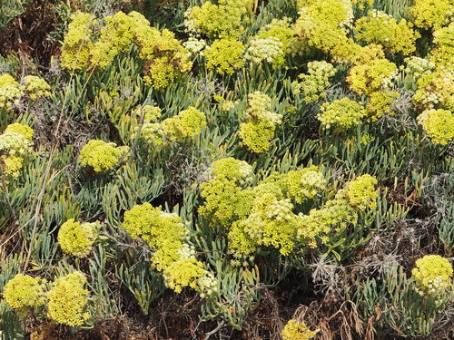 Crithmum maritimum (rock samphire)