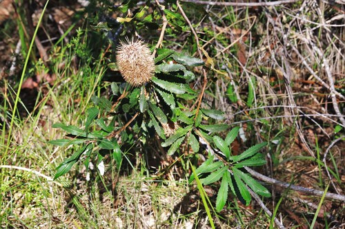 Banksia oblongifolia (Rusty Banksia) (alternate view 3)