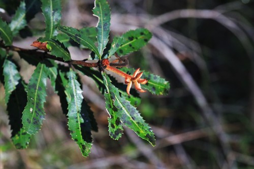 Banksia oblongifolia (Rusty Banksia) (alternate view 4)
