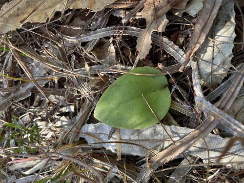 Pyrorchis nigricans (Red Beaks) (alternate view 7)