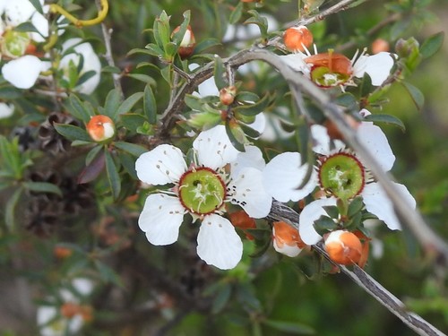 Gaudium myrsinoides (Heath Teatree) (alternate view 4)