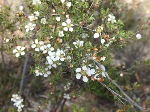 Gaudium myrsinoides (Heath Teatree) (alternate view 5)