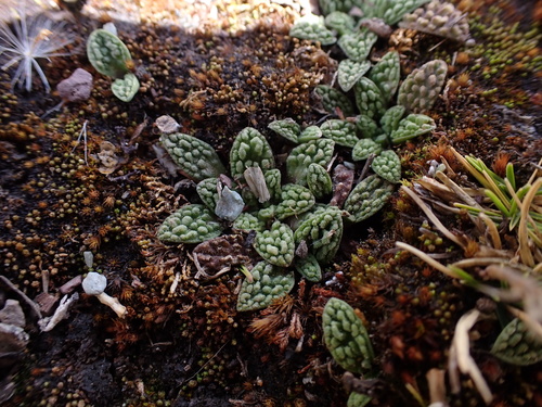 Valeriana (valerians) (alternate view 6)