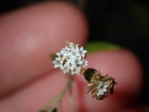 Ageratina riparia (mist flower) (alternate view 2)