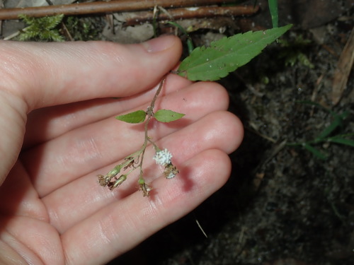 Ageratina riparia (mist flower) (alternate view 3)
