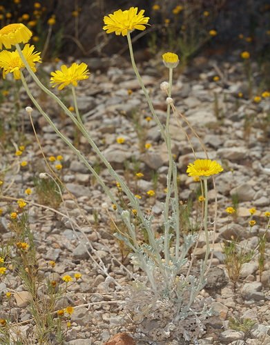 Baileya multiradiata (Desert Marigold) (alternate view 3)