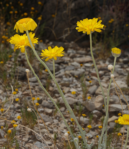 Baileya multiradiata (Desert Marigold) (alternate view 4)