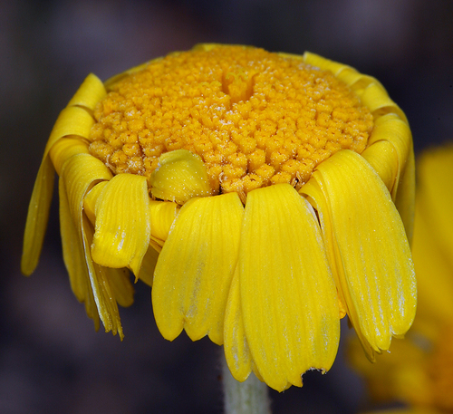 Baileya multiradiata (Desert Marigold) (alternate view 5)