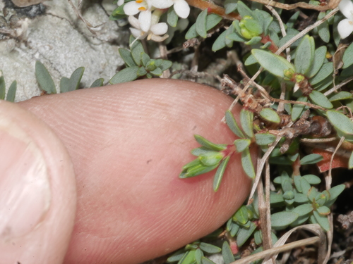 Pimelea prostrata (alternate view 6)
