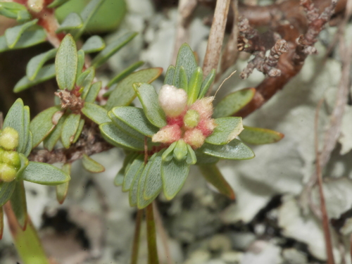 Pimelea prostrata (alternate view 7)