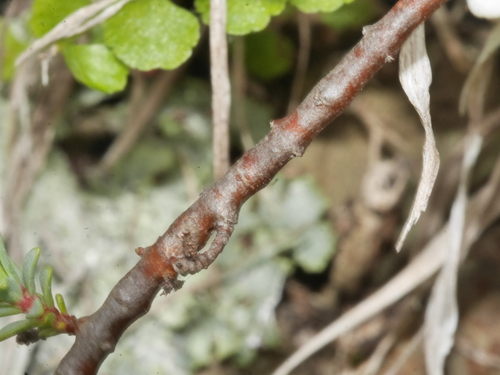 Pimelea prostrata (alternate view 8)