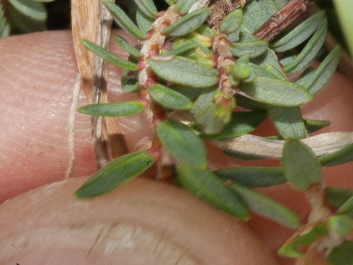 Pimelea prostrata (alternate view 9)