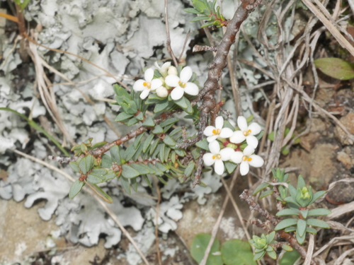 Pimelea prostrata (alternate view 10)