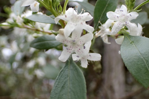 Myoporum petiolatum (Sticky Boobialla)
