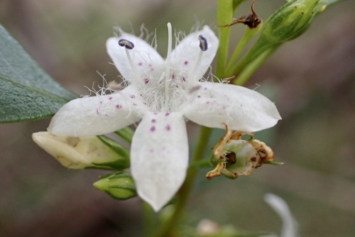 Myoporum petiolatum (Sticky Boobialla) (alternate view 2)