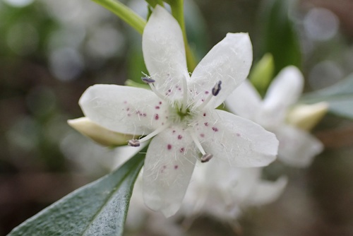 Myoporum petiolatum (Sticky Boobialla) (alternate view 3)