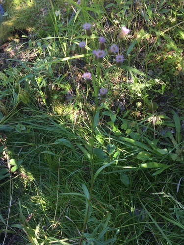 Erigeron acris (bitter fleabane)
