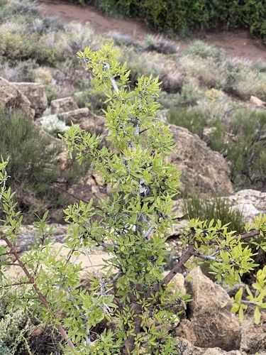Forestiera pubescens (Downy Forestiera) (alternate view 2)