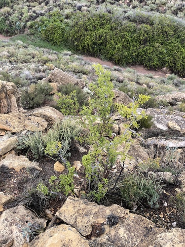 Forestiera pubescens (Downy Forestiera) (alternate view 3)