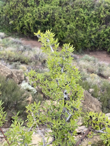 Forestiera pubescens (Downy Forestiera)
