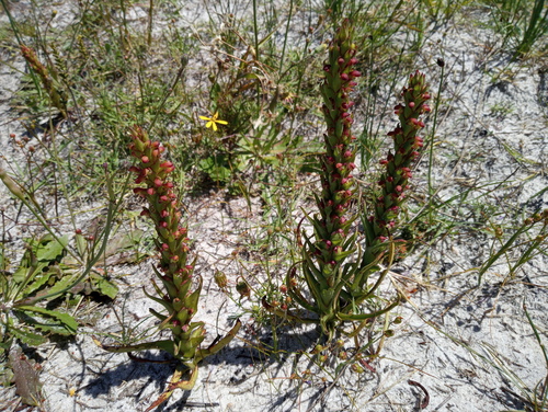 Disa bracteata (Bract Disa) (alternate view 6)
