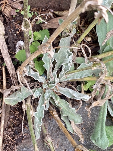 Silene coronaria (Rose campion)