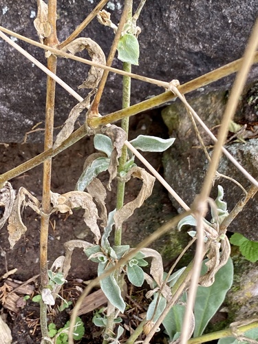 Silene coronaria (Rose campion)