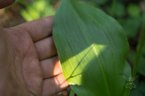 Platanthera chlorantha (Greater butterfly-orchid)