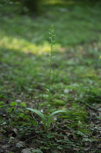 Platanthera chlorantha (Greater butterfly-orchid)