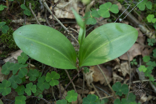 Platanthera chlorantha (Greater butterfly-orchid)
