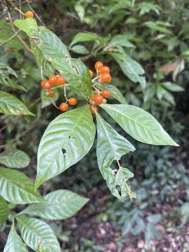 Psychotria nervosa (Shiny-leaved Wild Coffee) (alternate view 3)