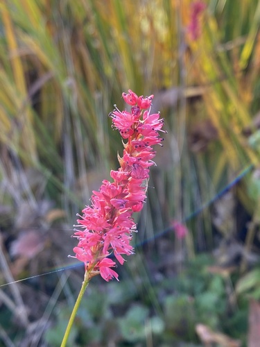 Bistorta officinalis (common bistort)