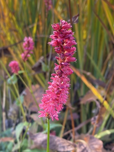 Bistorta officinalis (common bistort)