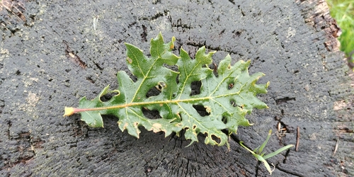 Quercus garryana (Oregon white oak, Garry oak)