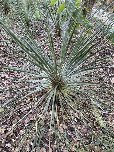Yucca constricta (Buckley's Yucca) (alternate view 5)
