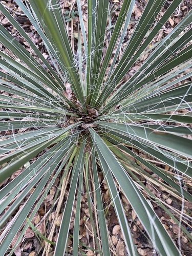 Yucca constricta (Buckley's Yucca) (alternate view 4)