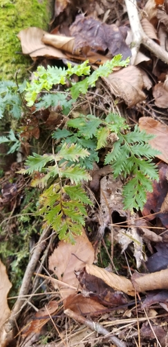 Polypodium virginianum (rock polypody)