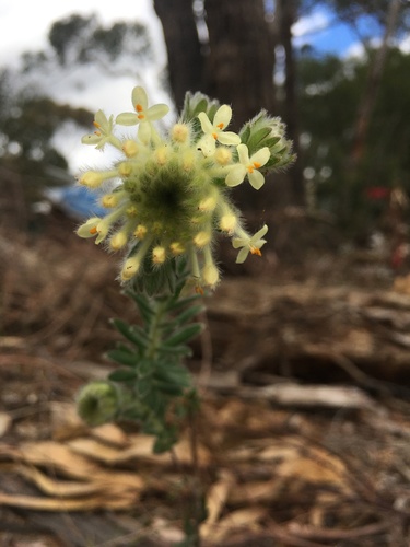 Pimelea octophylla (Woolly Rice-flower) (alternate view 2)