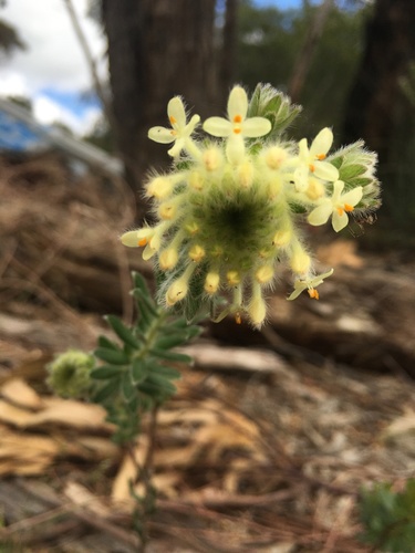 Pimelea octophylla (Woolly Rice-flower) (alternate view 3)