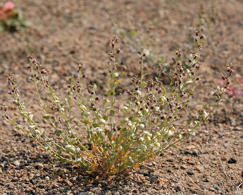 Streptanthus tortuosus (Mountain Jewelflower) (alternate view 2)