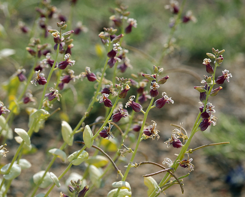 Streptanthus tortuosus (Mountain Jewelflower) (alternate view 3)