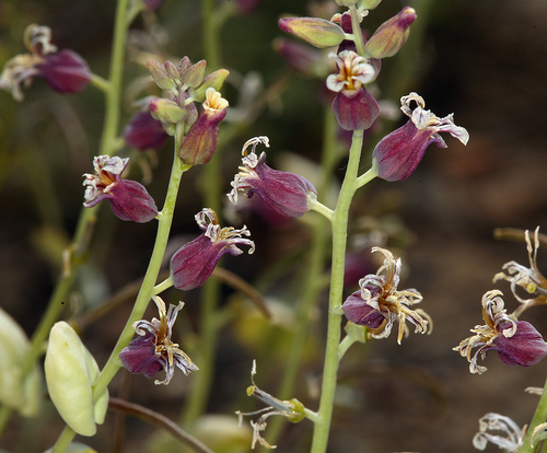 Streptanthus tortuosus (Mountain Jewelflower) (alternate view 4)