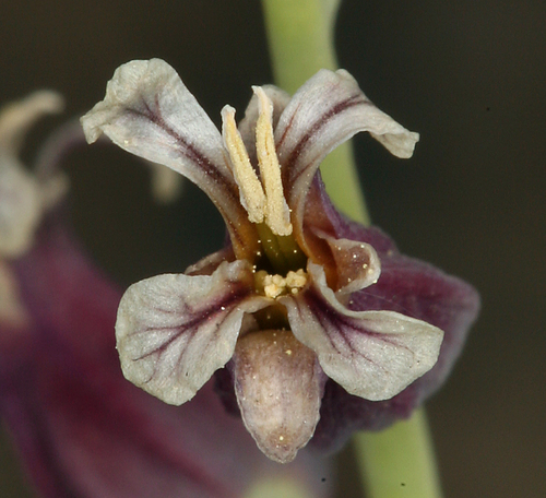 Streptanthus tortuosus (Mountain Jewelflower) (alternate view 5)